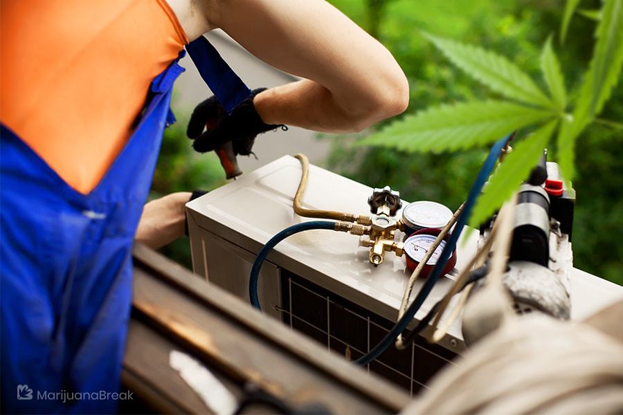 marijuana plants oxygen