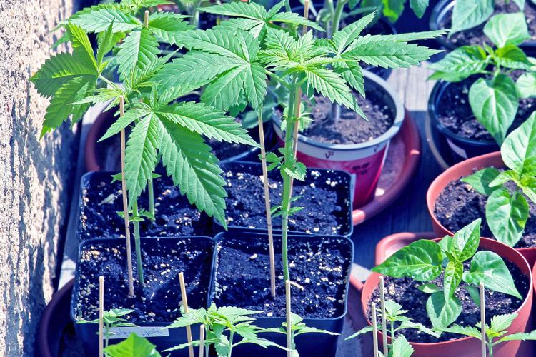 www.cannabiscommunityinfo.com
