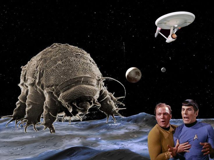 cc6f7192b0454b9b768fde77102f38de--tardigrade-funny-science.jpg