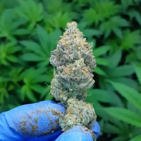 growdiaries.com
