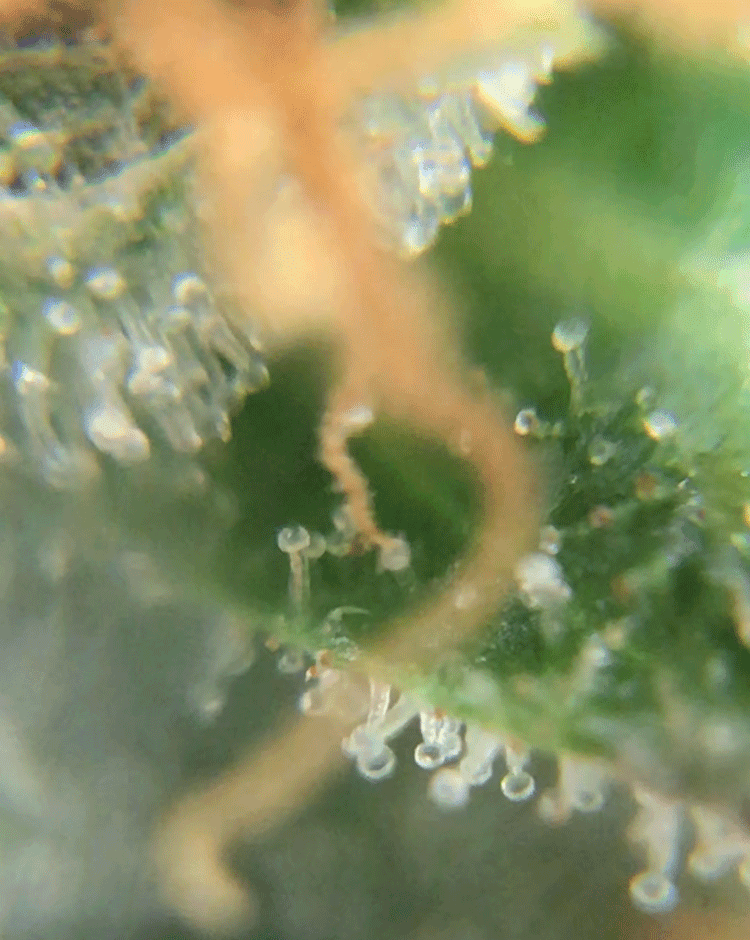 CottonCandyTrichomeswk17.png