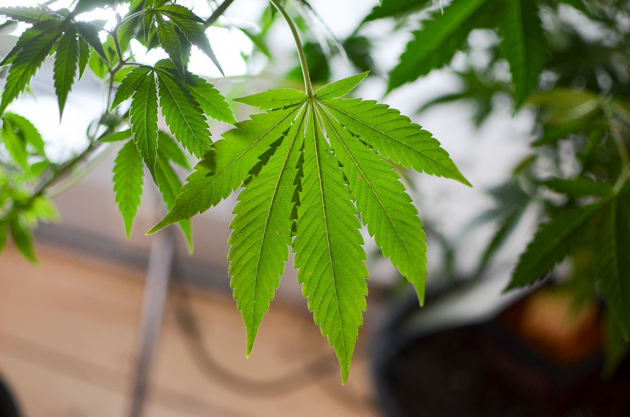 www.marijuanamoment.net