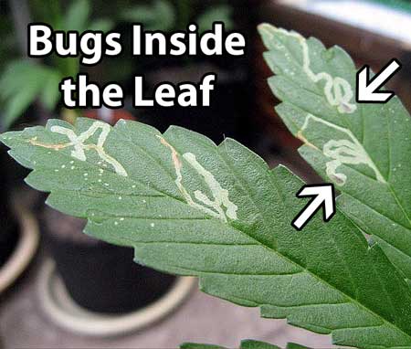 Brown or pale lines mark from leafminers show where the pest has mined through the leaf, leaving a trail behind