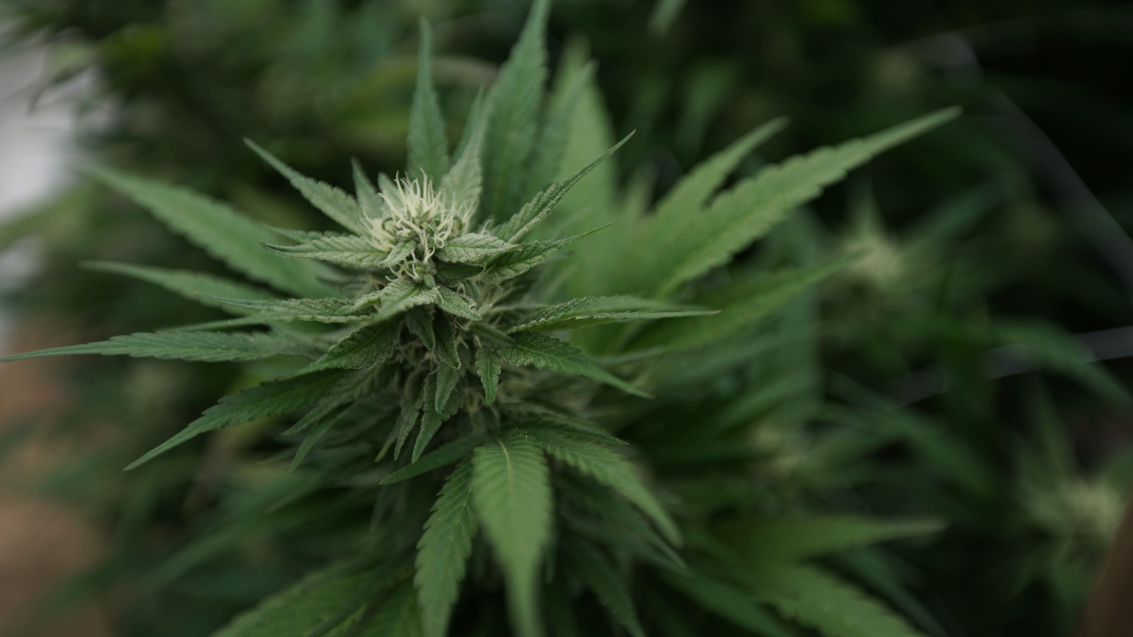 www.marijuanamoment.net