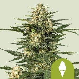 www.royalqueenseeds.com