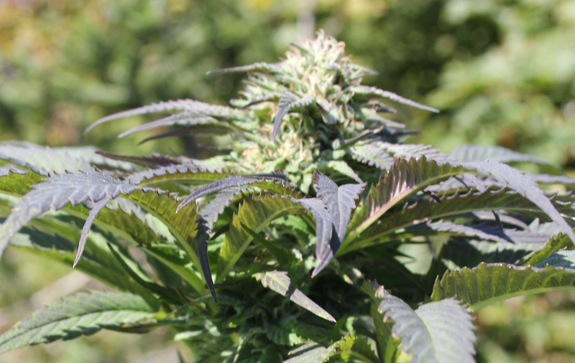 fieldsofdreams.ca