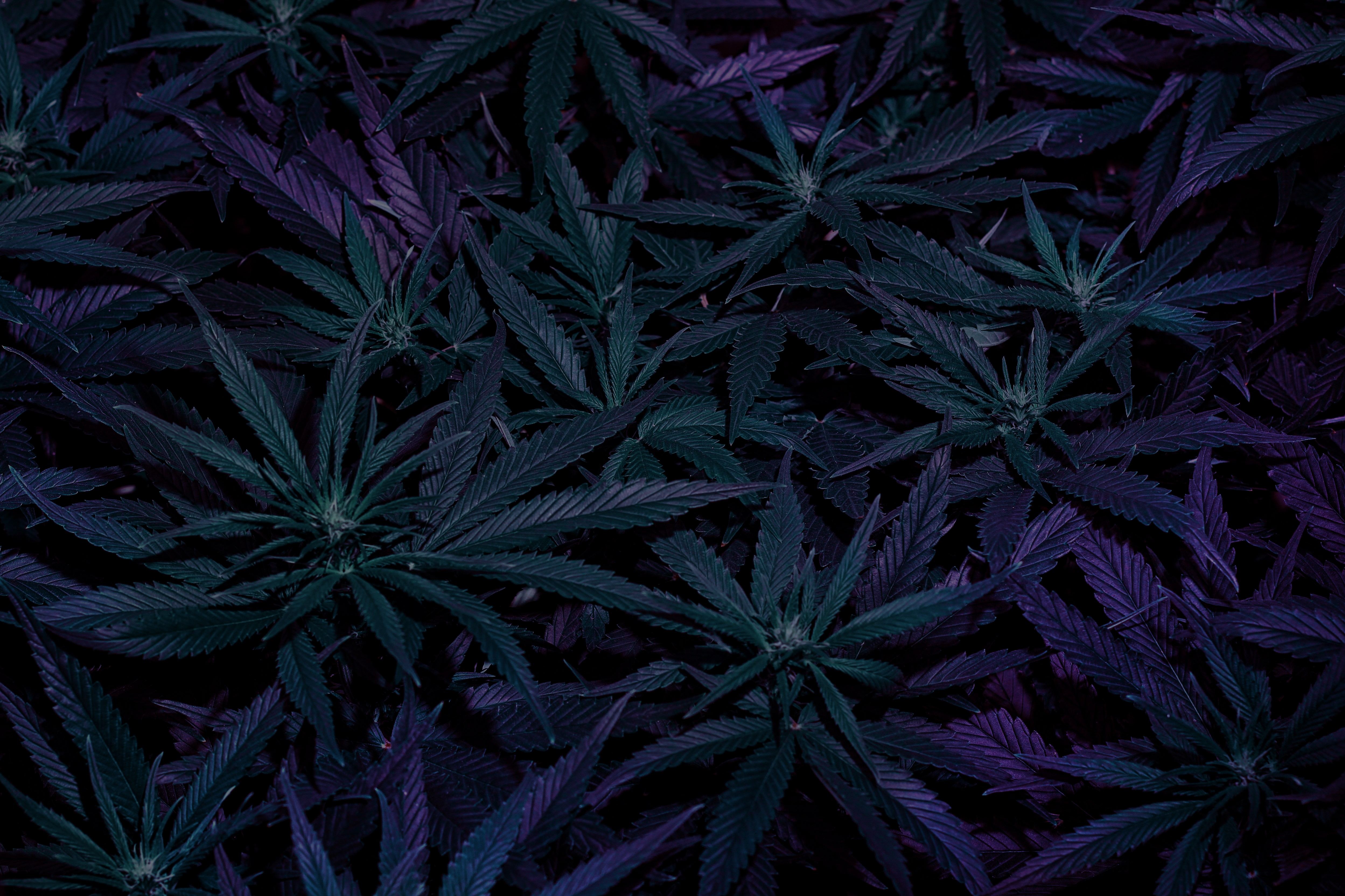 weedseedshop.com