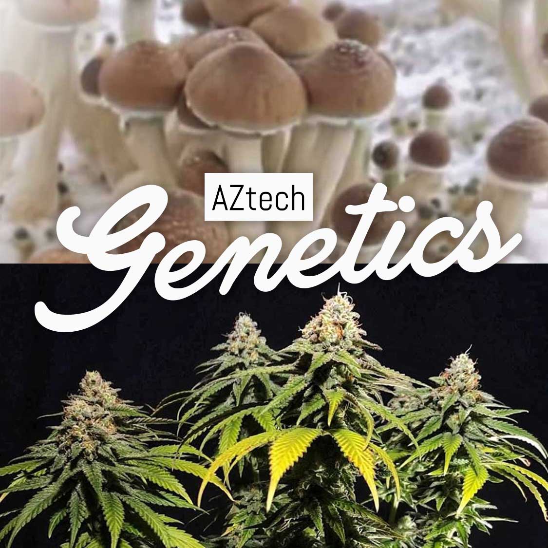 aztechsmokeshop.co.uk
