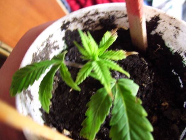 Pics_020.jpg