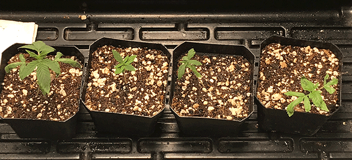 AllPlantsWk4Recovery.png