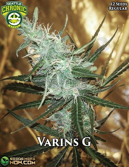 www.seedsherenow.com