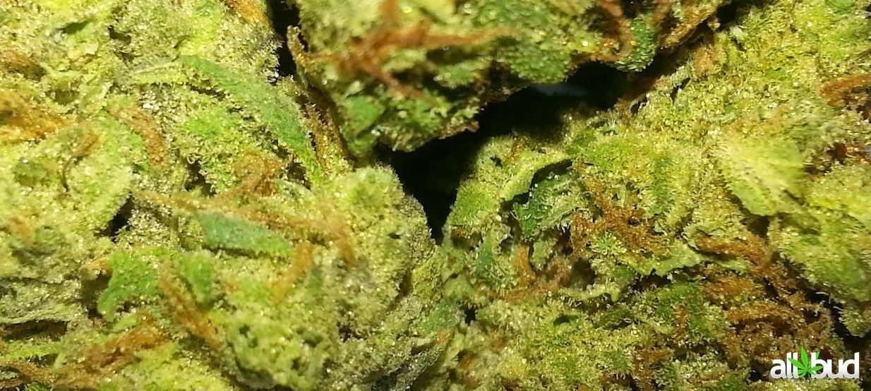 www.allbud.com