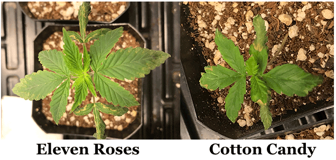 Yellowing on leaves