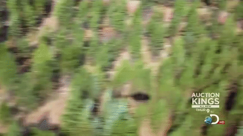 giphy.gif