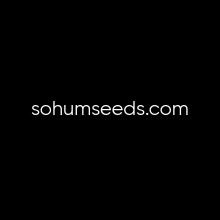 Sour_Tsunami_Page.jpg