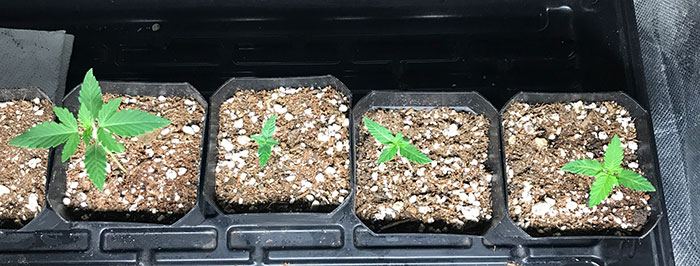 AllPlantswk3.jpg