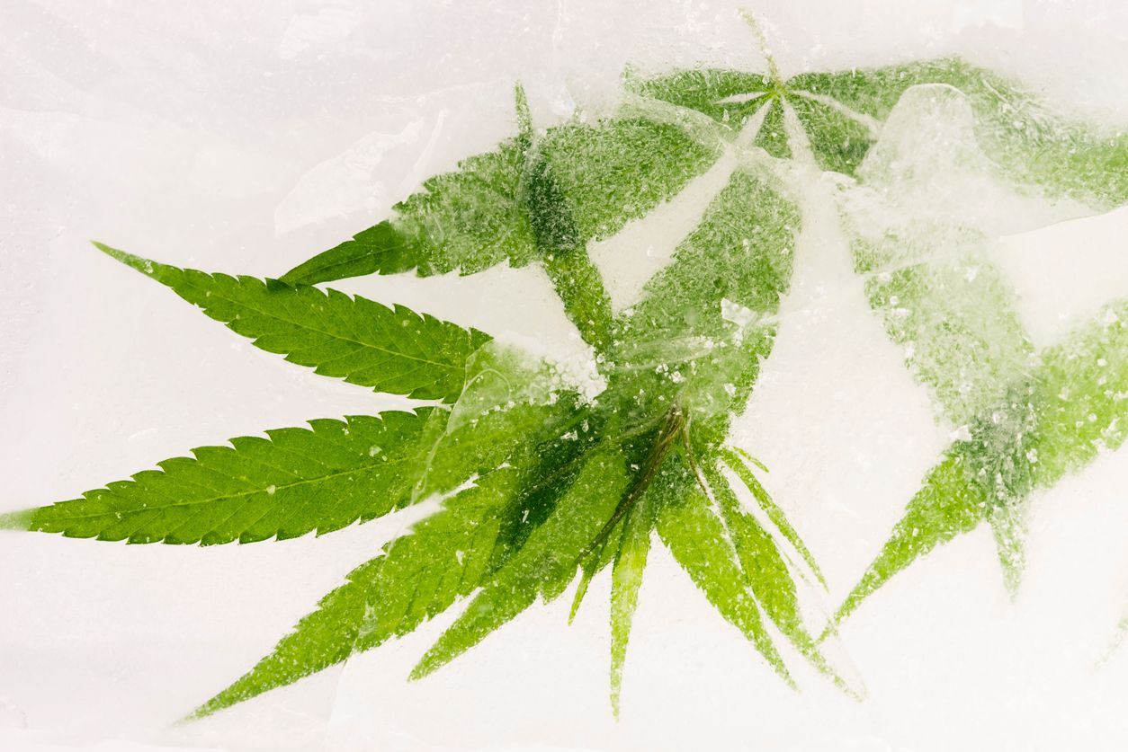 cannabis.wiki