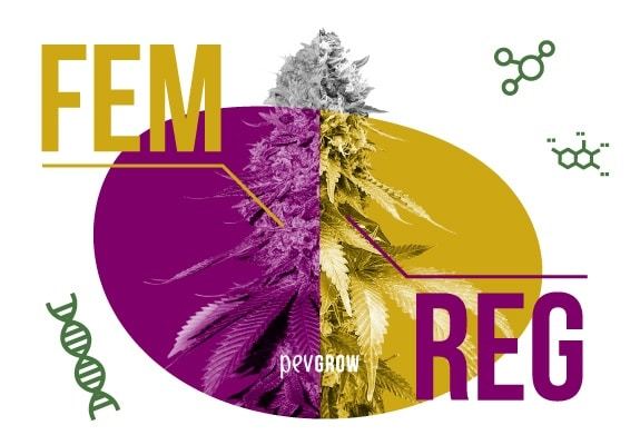 pevgrow.com