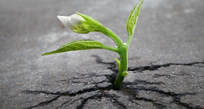 trauma-recovery.ca