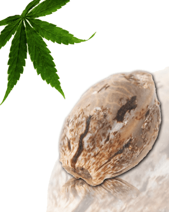 frenchtouchseeds.com