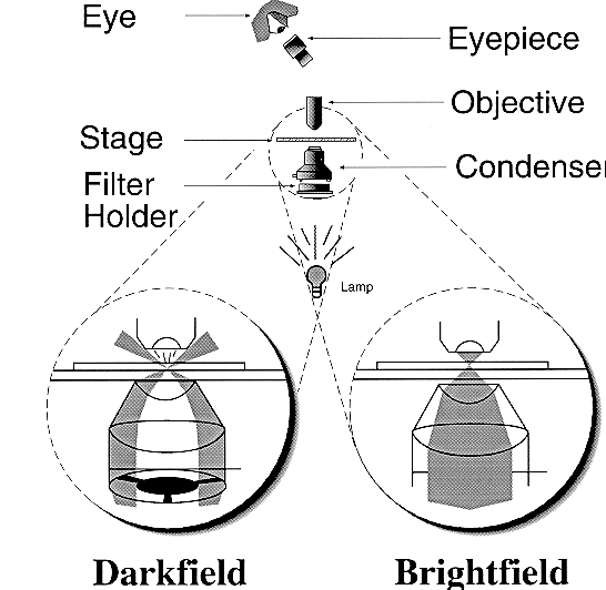 Fig1.gif