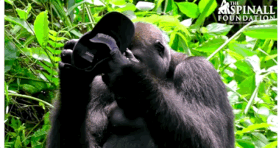 19-gorilla-tap-hat.gif