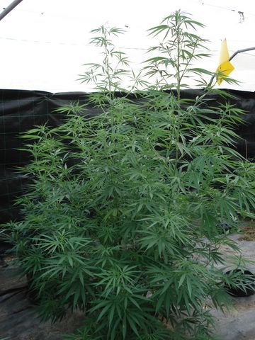 thai_k10.jpg