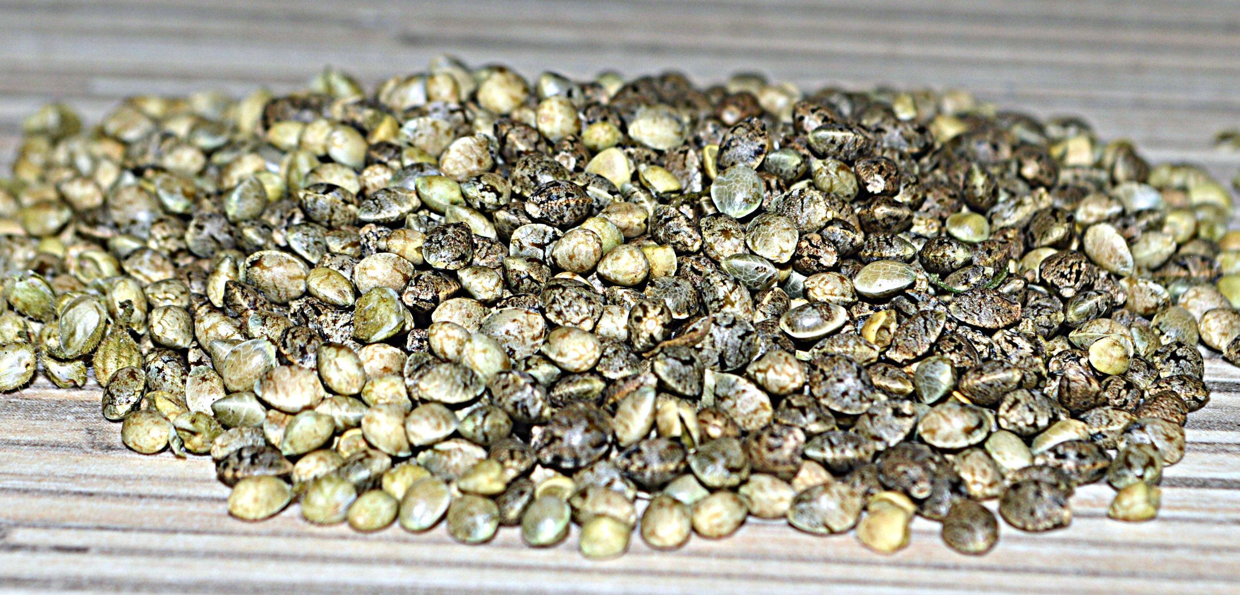 autoflowering-cannabis.com