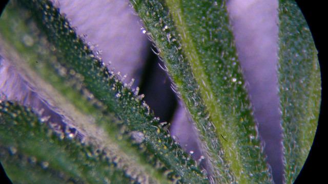 Close-up.jpg