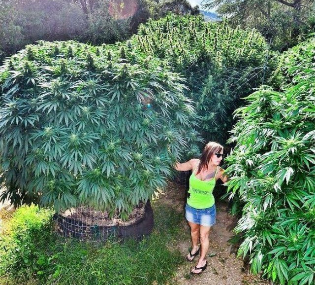 cannabis-trees2-1.jpg