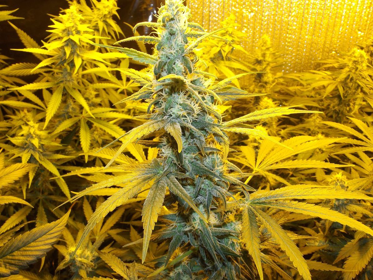 gallery_4568_3425_5606204.jpg