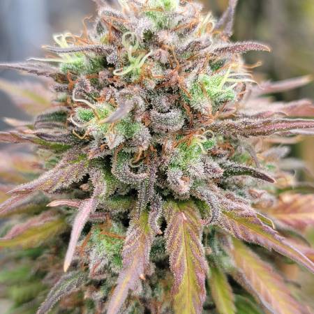 growdiaries.com