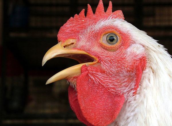 rooster.jpg