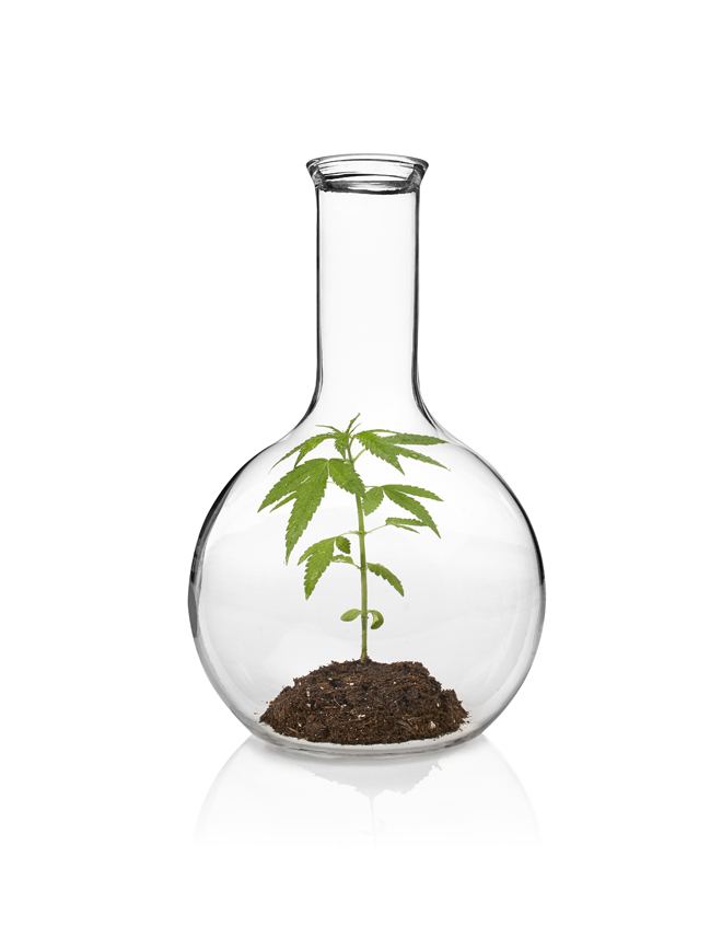 marijuana2_blog05.jpg