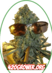 420grower.org