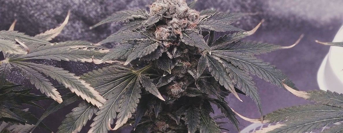 cannabis-overfeeding-h.jpg