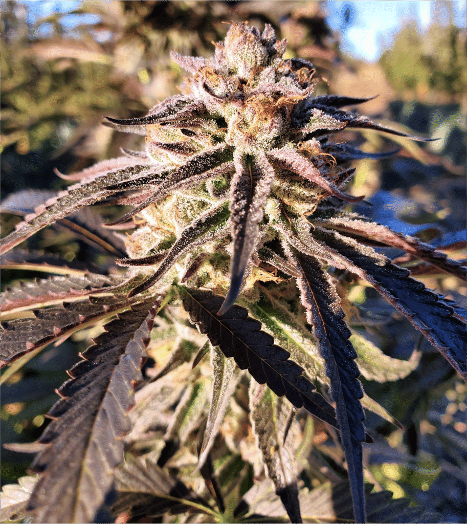 www.speedrunseeds.com