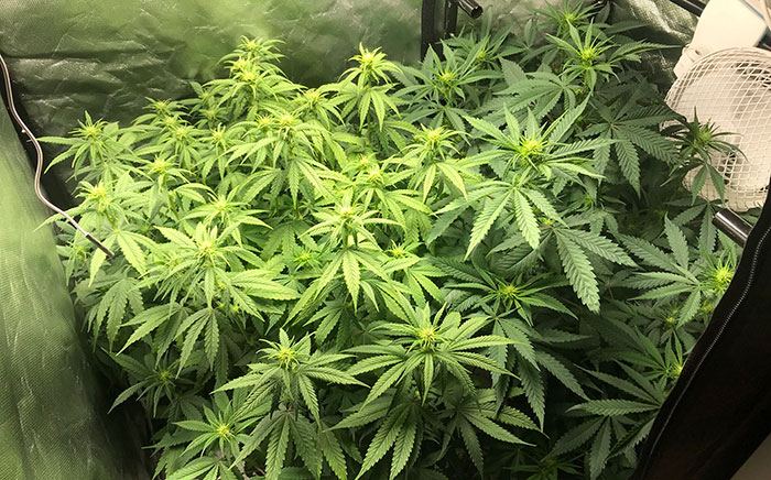 AllPlantsEndwk10.jpg
