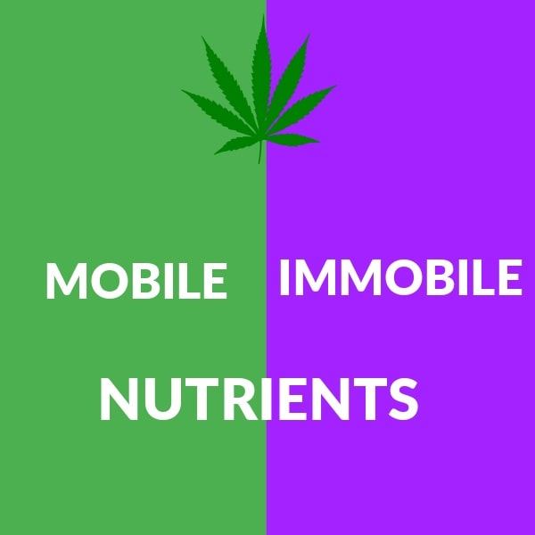 www.cannabisplace.com.au