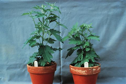 plantdisfig25.jpg