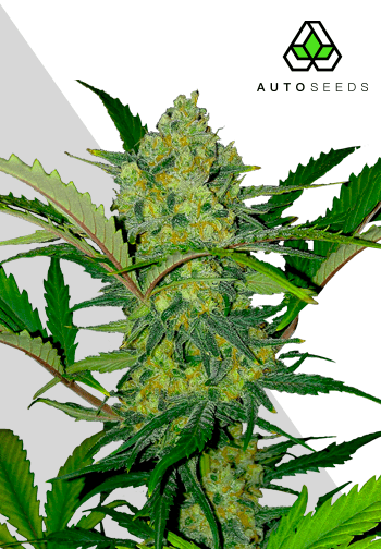 www.autoseeds.com