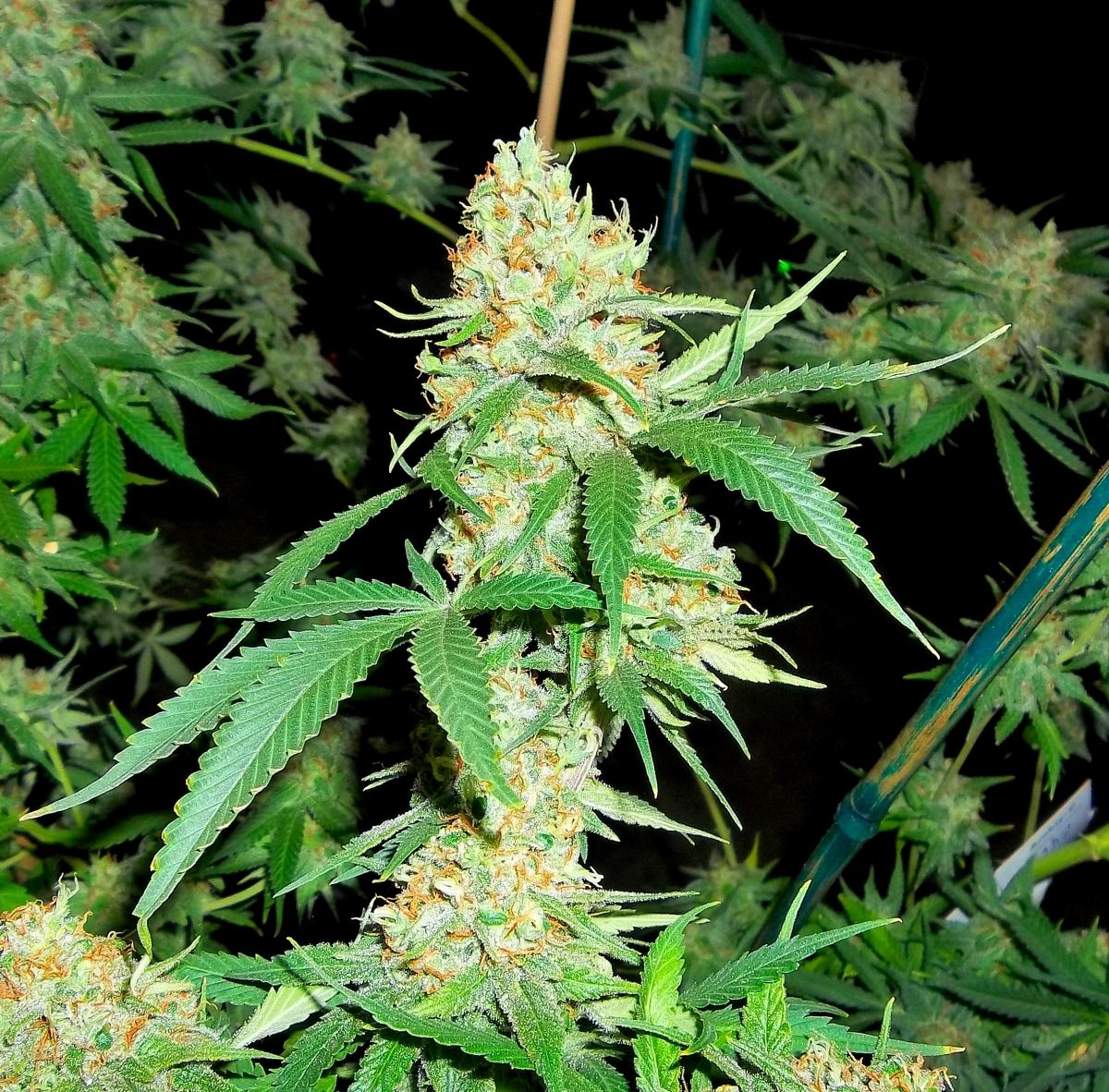geniusfullplant3.jpg