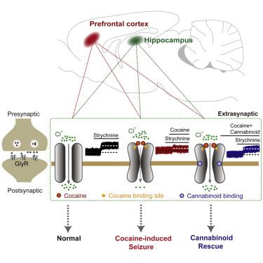 www.sciencedirect.com
