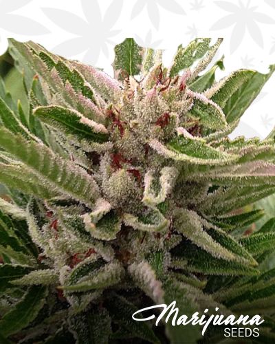 www.marijuanaseeds.com