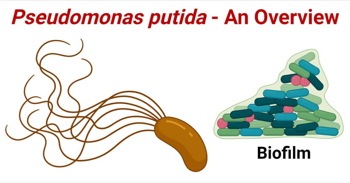 microbenotes.com