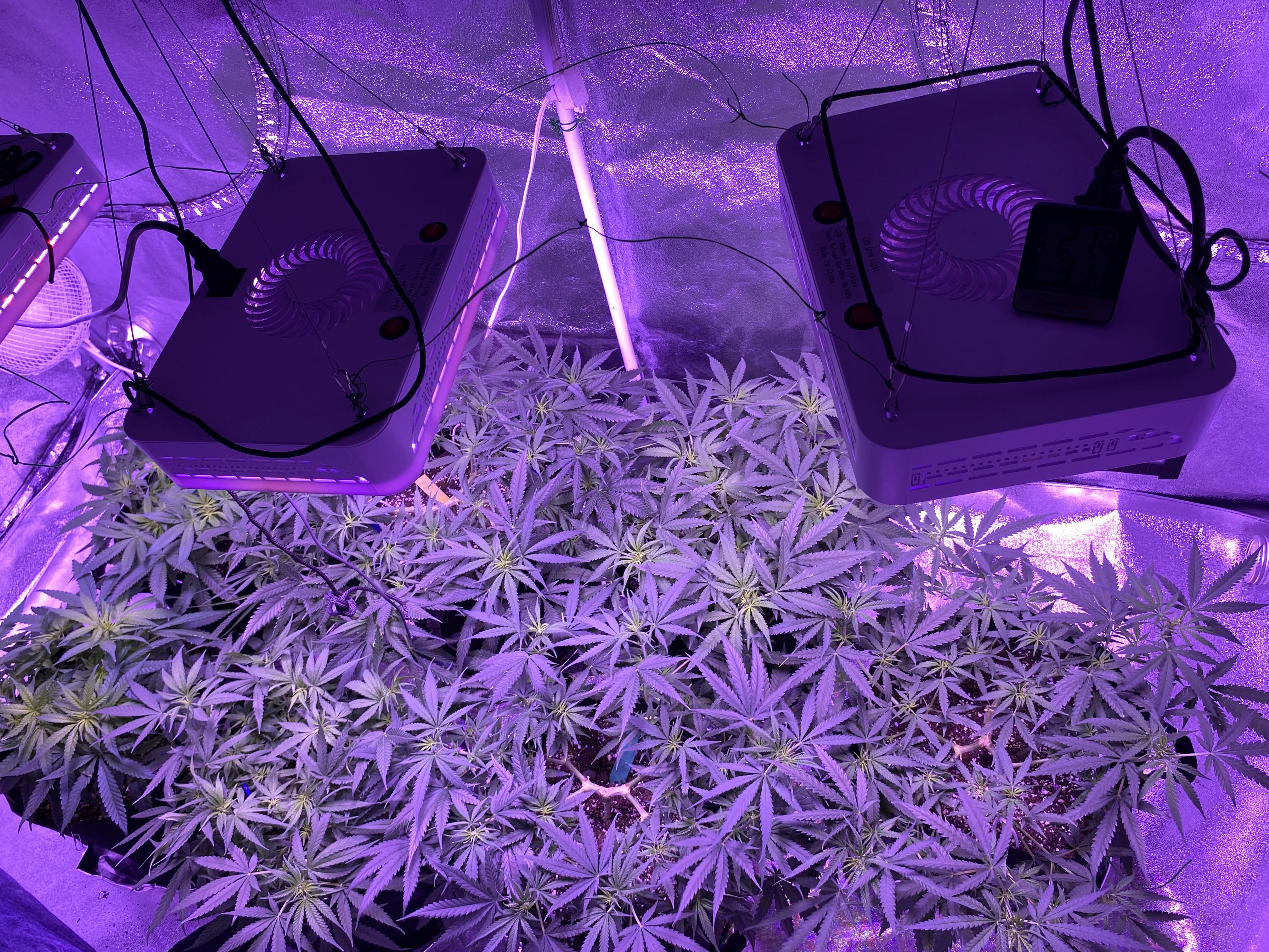 What Type of Green Light Should You Use for Cannabis?