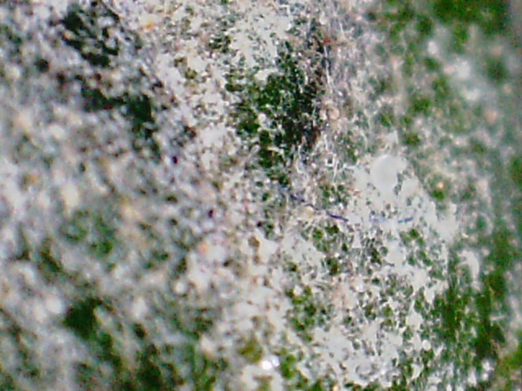pict1556-1024x768.jpg