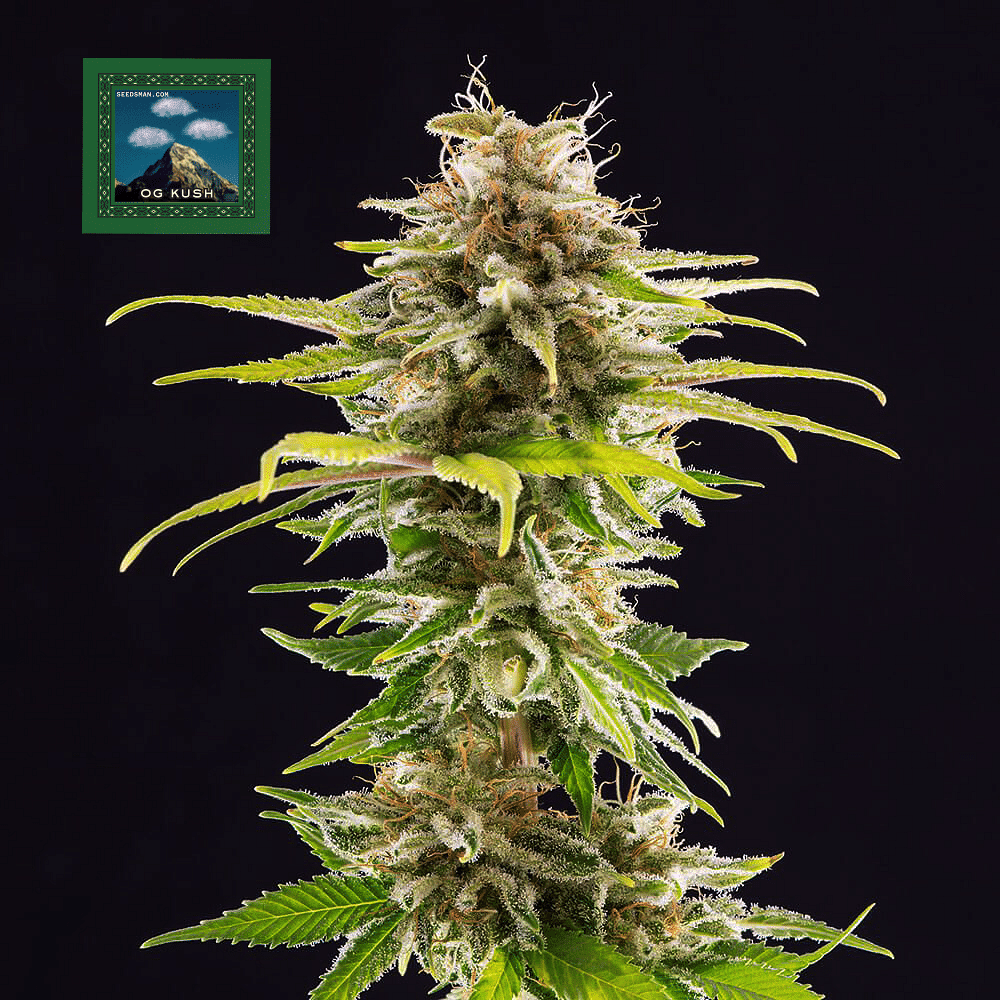 Seedsman_ltd_edition_og_kush_fem.png
