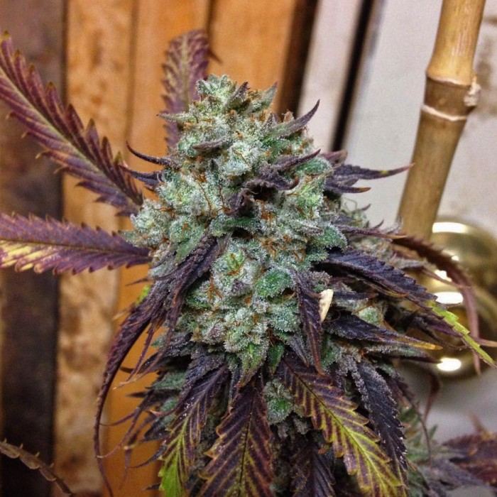 bankofseeds.com