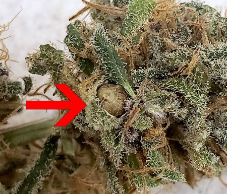 www.growweedeasy.com